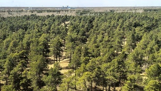 Кустарники в пустыне Такла-Макан поглощают углерод, показало 40-летнее исследование