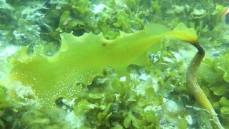 Морские водоросли Гренландии переносят углерод в глубины океана