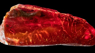 В янтаре из коллекции Гёте обнаружили исключительно хорошо сохранившегося муравья