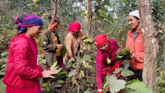 Исследование: успехи Непала в восстановлении лесов обнажили социальное неравенство