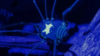 Учёные обнаружили, что паукообразные сенокосцы используют флуоресцентные узоры для распознавания сородичей