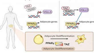 Обнаружен эпигенетический переключатель, останавливающий образование жировых клеток