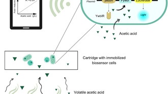Биосенсор из светящихся бактерий предупредит о порче вина