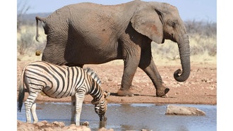 Эволюция кишечного микробиома у африканских травоядных зависит от среды обитания