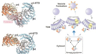 Ученые раскрыли динамику белка AP-4, важного для внутриклеточного транспорта