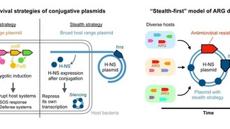 Учёные выявили две стратегии распространения устойчивости к антибиотикам у бактерий