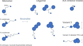 Ученые визуализировали, как препараты от рака меняют форму белков при раке легких