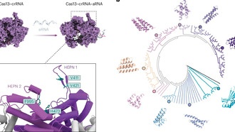 ИИ помог создать «тормоза» для технологии CRISPR