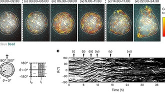 Форма определяет движение: как геометрия сфероидов направляет коллективную миграцию клеток