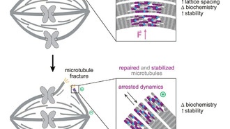 Учёные раскрыли секрет прочности веретена деления клетки