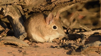 Учёные научились идентифицировать мелких млекопитающих по отпечаткам лап с точностью до 96%