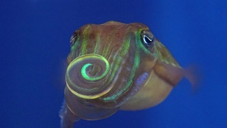 Каракатицы используют поляризованный свет для невидимого человеку брачного танца