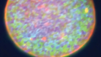 Токсоплазма скрывает в цистах несколько подтипов паразитов