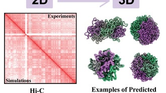 Новый метод FI-Chrom создаёт 3D-модели хромосом, раскрывая их динамическую структуру