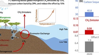 Повышение температуры увеличит выбросы метана мангровыми лесами, но они останутся мощными поглотителями углерода