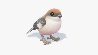 Где найти сорокопуда-певуна в Heartopia