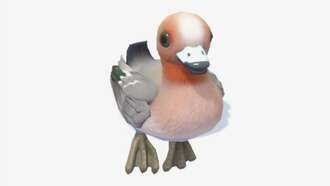 Где найти широконоску в Heartopia