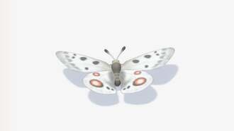 Где найти бабочку Аполлон в Heartopia