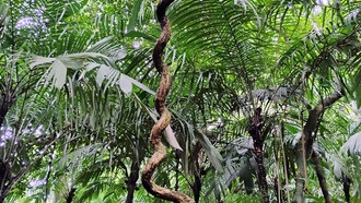 Учёные раскрыли молекулярную формулу паразитизма лиан