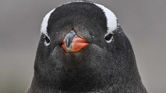 Дистрибутив Gentoo Linux начал уход с GitHub из-за Microsoft Copilot