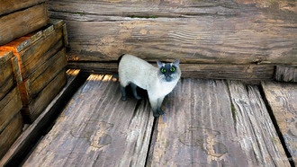 Где найти всех котят Кошачьих игр в регионе Нефритовые Врата в Where Winds Meet