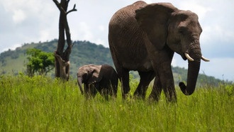 Vivo X300 Ultra: утечки демонстрируют 200-Мп камеры и зум до 1600 мм