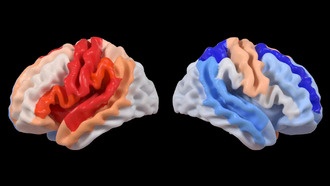 Исследование: после инсульта неповреждённая часть мозга может «омолодиться»