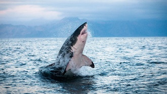 Акулы и тунец перегреваются и теряют среду обитания из-за потепления океанов