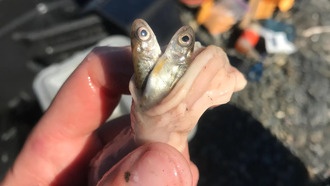 Потепление вод Аляски превратило инвазивную щуку в суперхищника для лосося