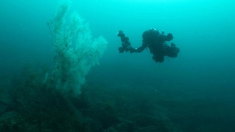 «Абсолютно гигантский» 400-летний чёрный коралл поразил учёных в Новой Зеландии
