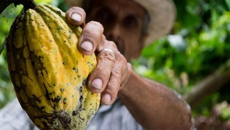Ученые нашли древнейшие следы употребления какао в миссисипской культуре