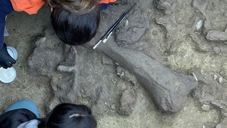 В Чили нашли редкие следы разделки гомфотериев возрастом 13 000 лет